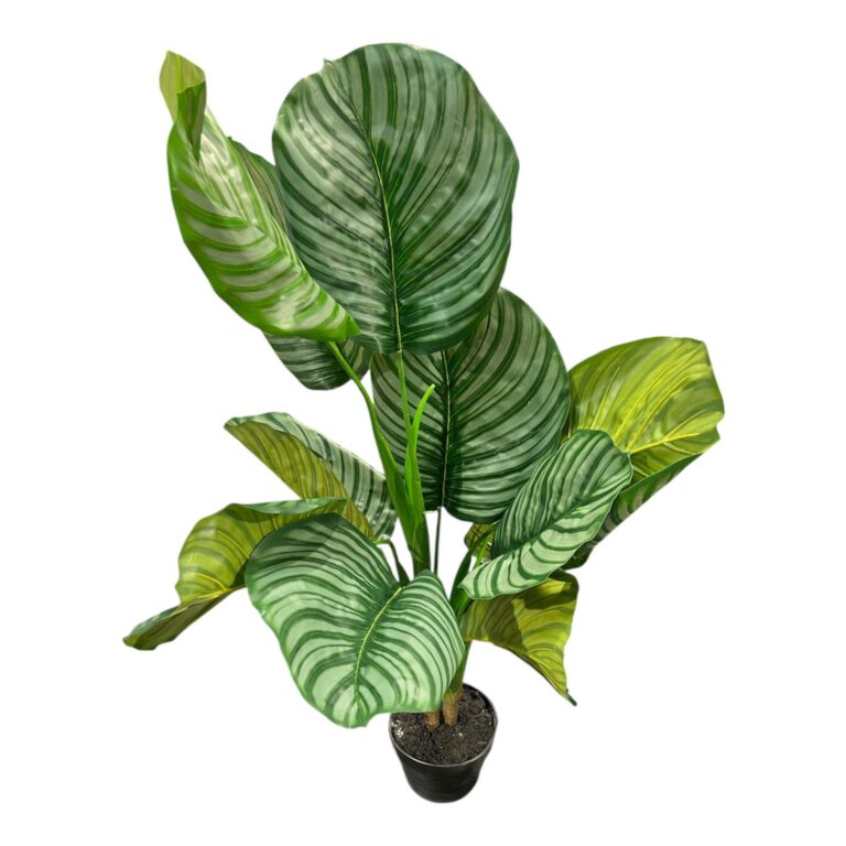 Calathea Plant